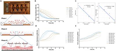 The contribution of reticular basement membrane proteins to basal airway epithelial attachment, spreading and barrier formation: implications for airway remodeling in asthma